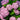 Hydrangea Seed Bonsai Flower Seeds – Pink
