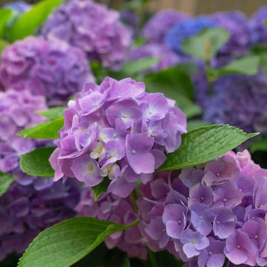 Hydrangea Seed Bonsai Flower Seeds – Purple