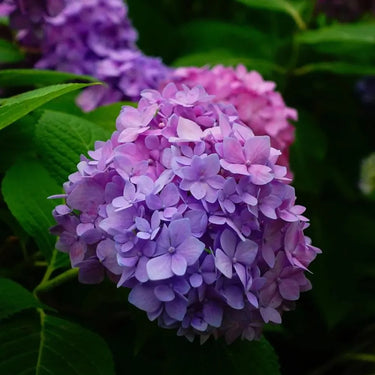 Hydrangea Seed Bonsai Flower Seeds – Purple