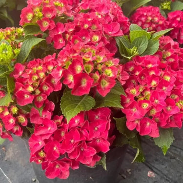 Hydrangea Seed Bonsai Flower Seeds – Red