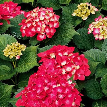 Hydrangea Seed Bonsai Flower Seeds – Red