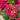 Hydrangea Seed Bonsai Flower Seeds – Red