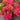 Hydrangea Seed Bonsai Flower Seeds – Red