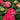 Hydrangea Seed Bonsai Flower Seeds – Red
