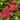 Hydrangea Seed Bonsai Flower Seeds – Red