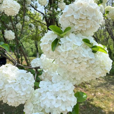 Hydrangea Seed Bonsai Flower Seeds – White
