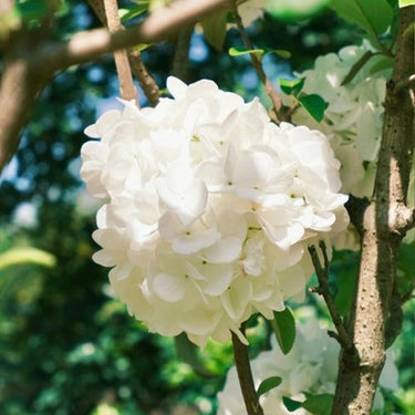 Hydrangea Seed Bonsai Flower Seeds – White