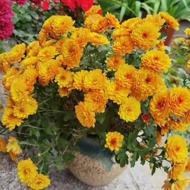 Hydrangea Seed Bonsai Flower Seeds – Yellow