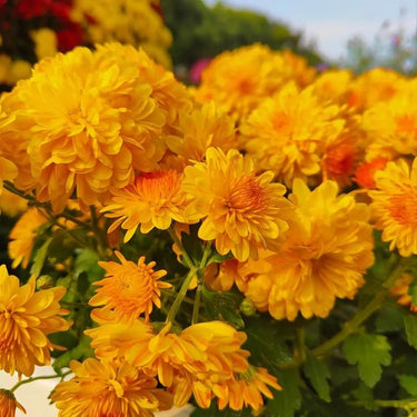 Hydrangea Seed Bonsai Flower Seeds – Yellow
