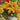 Hydrangea Seed Bonsai Flower Seeds – Yellow