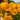 Hydrangea Seed Bonsai Flower Seeds – Yellow