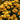 Hydrangea Seed Bonsai Flower Seeds – Yellow