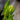 Hylocereus undatus