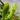 Hylocereus undatus