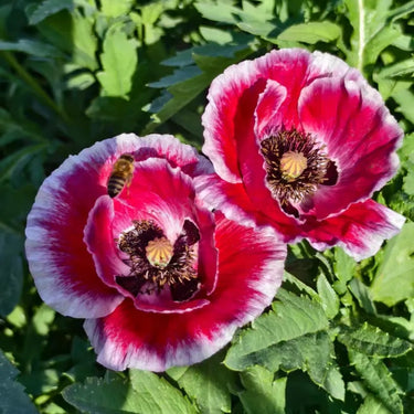 Raspberry Ripple Poppy Seeds