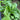 Ice Plant