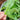 Ice Plant