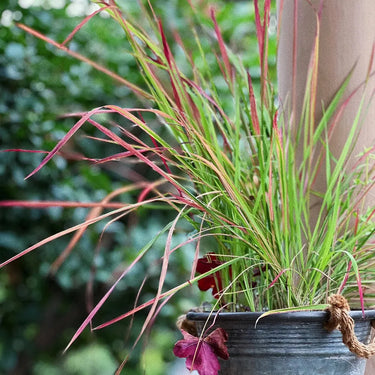 Imperata cylindrica Rubra Seeds - ornamental grass reference image