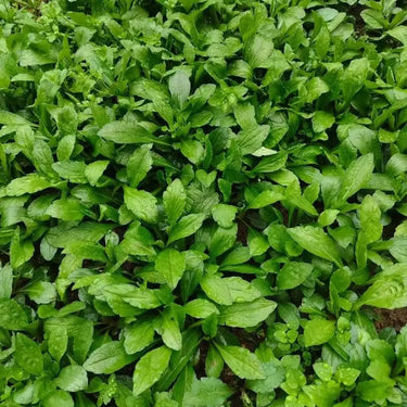 Indian Kalimeris Seeds