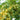 Indische Stachelbeere