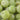 Indische Stachelbeere