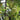 Indische Stachelbeere