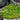 Irish Moss Seeds