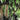 Jabuticaba