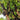 Jabuticaba