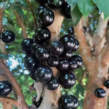 Jabuticaba