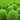 Kochia Scoparia Seeds - green ornamental foliage planting