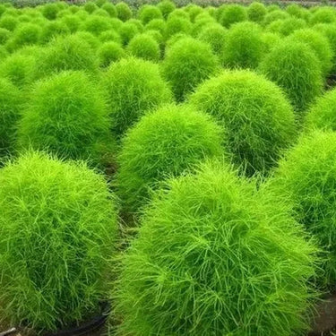 Kochia Scoparia Seeds - green ornamental foliage planting