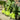 Green kohlrabi bulbs with leafy stems