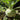 Green kohlrabi plant growing above garden soil