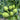 Freshly harvested green kohlrabi bulbs