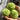 Trimmed green kohlrabi bulbs held after harvest