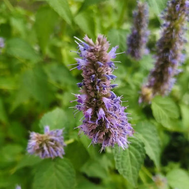 Korean Licorice Mint