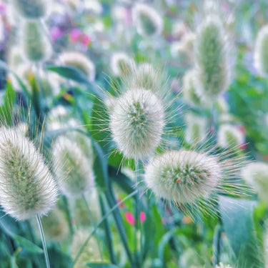 Bunny tail grass with soft white seed heads in a flower bed