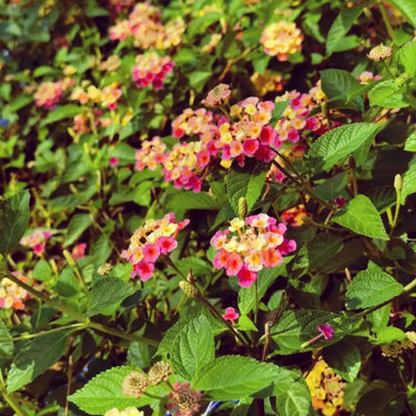 Lantana camara seeds