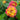 Lantana camara seeds