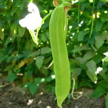 Large-Leaf Canavalia Seeds