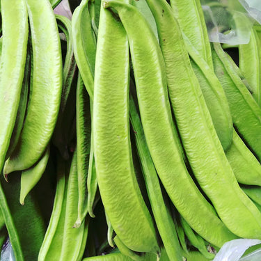Large-Leaf Canavalia Seeds