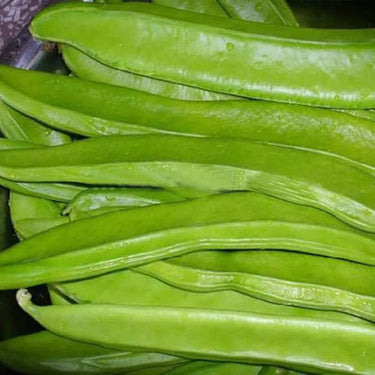 Large-Leaf Canavalia Seeds