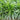 Lemongrass Herb