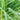 Lemongrass Herb