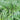 Lemongrass Herb
