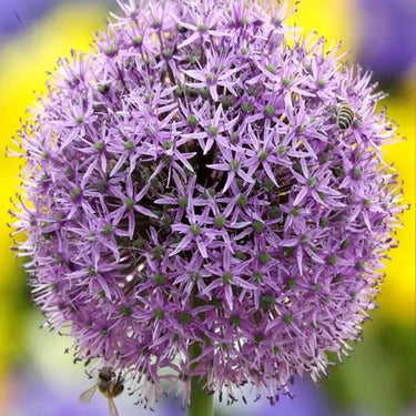 Light Lilac Giant Allium Seeds