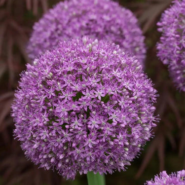 Light Lilac Giant Allium Seeds