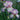 Rare Iris Seeds-Lilac Dream