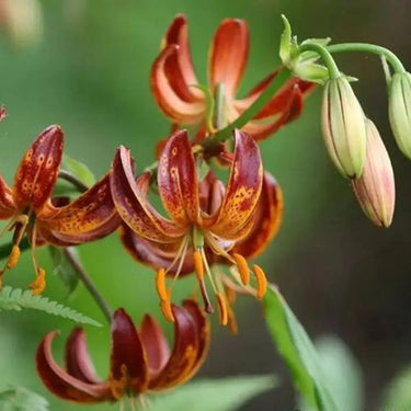 Lilium Martagon 'Arabian Knight' Seeds